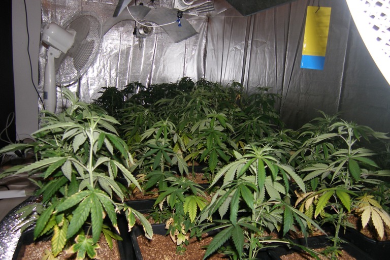 Sichergestelltes Marihuana. Foto: Polizei