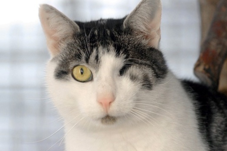 Der silbergraue Kater Alois ist ein ganz lieber und anhänglicher Kerl, hat aber nur noch ein Auge und ist nicht hundertprozentig sauber. Schlechte Chancen, für ihn ein gemütliches Plätzchen zu finden. Foto: Ehrenreich