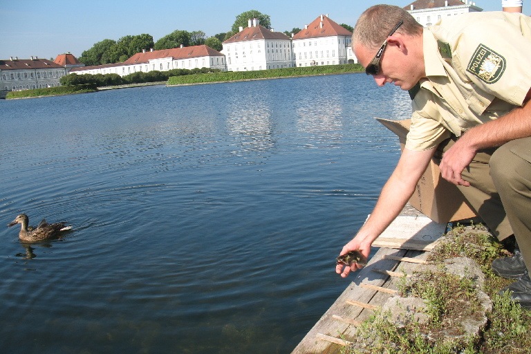 Polizeiobermeister Markus Hartmannsgruber hilft der Entenfamilie ins Wasser. Fotos: Polizei
