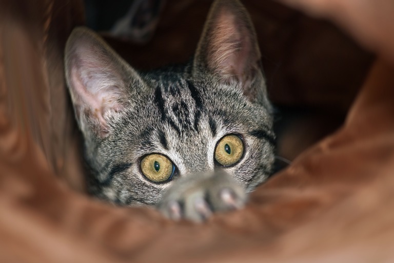 Kater Silvio verkriecht sich lieber in seiner Schlafhöhle, bevor die Knallerei beginnt. Für viele Haustiere ist der Silvester-Lärm der gefühlte Weltuntergang. Foto: Paul Ehrenreich