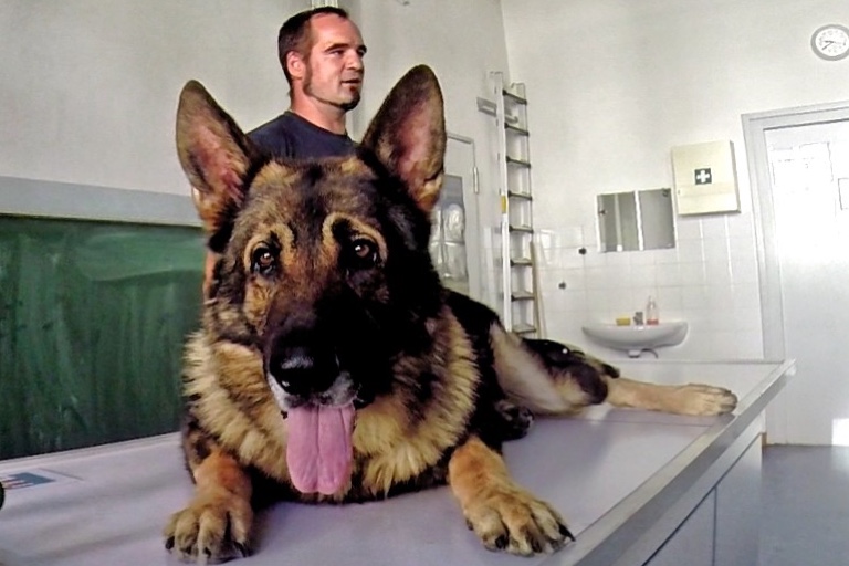 Polizeihund Herkules. Foto: Polizei