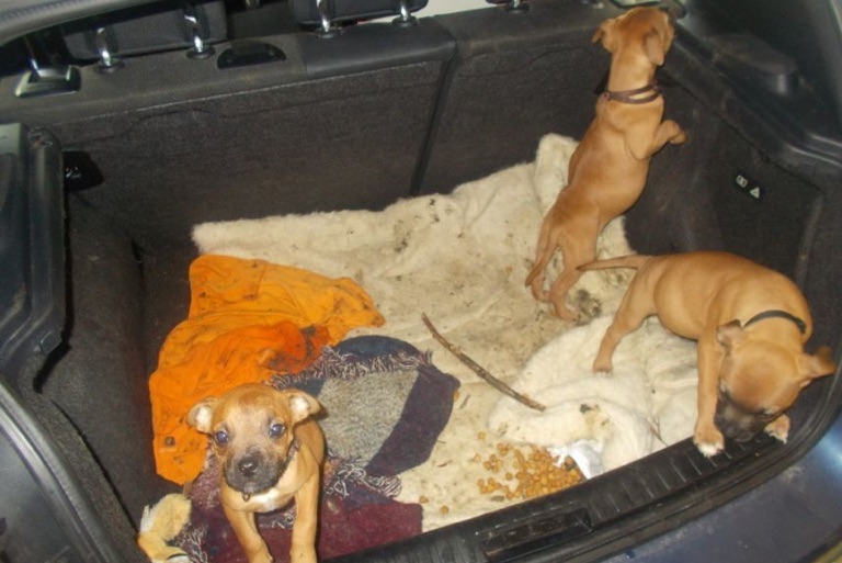 Die Kampfhunde-Welpen in dem Auto. Foto: Polizei