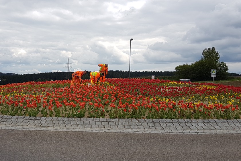 Der Kreisverkehr am Pfaffenhofener Kuglhof schaffte es überregional in die Schlagzeilen. Stadtgärtner mussten Tausende Hanf-Keimlinge beseitigen.