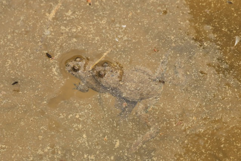 Die Gelbbauchunke steht auf der Roten Liste der gefährdeten Arten. Auch im Landkreis Pfaffenhofen soll für sie nun neuer Lebensraum geschaffen werden. Fotos: Bund Naturschutz