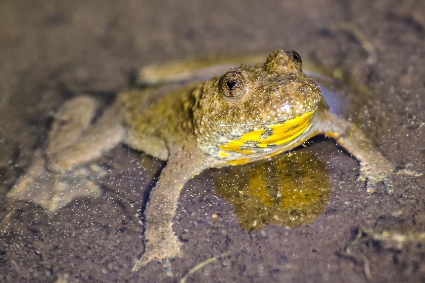 Bedrohte Amphibienart: die Gelbbauchunke. Mithilfe verschiedener Maßnahmen versuchen Naturschützer nun, neuen Lebensraum zu schaffen. Foto: Bund Naturschutz