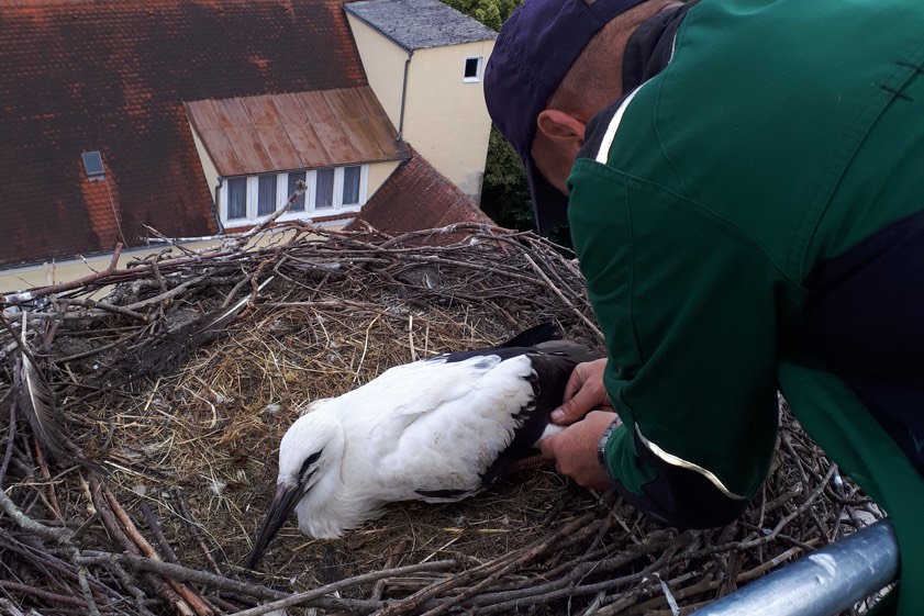 Clemens Krafft, ehrenamtlicher Mitarbeiter der Vogelwarte Radolfzell, beringt seit rund 30 Jahren die unterschiedlichsten Vögel. Für diese Tätigkeit hat er aus naturschutz-rechtlichen Gründen von der Regierung von Oberbayern eine besondere Genehmigung. Foto: M. Franken