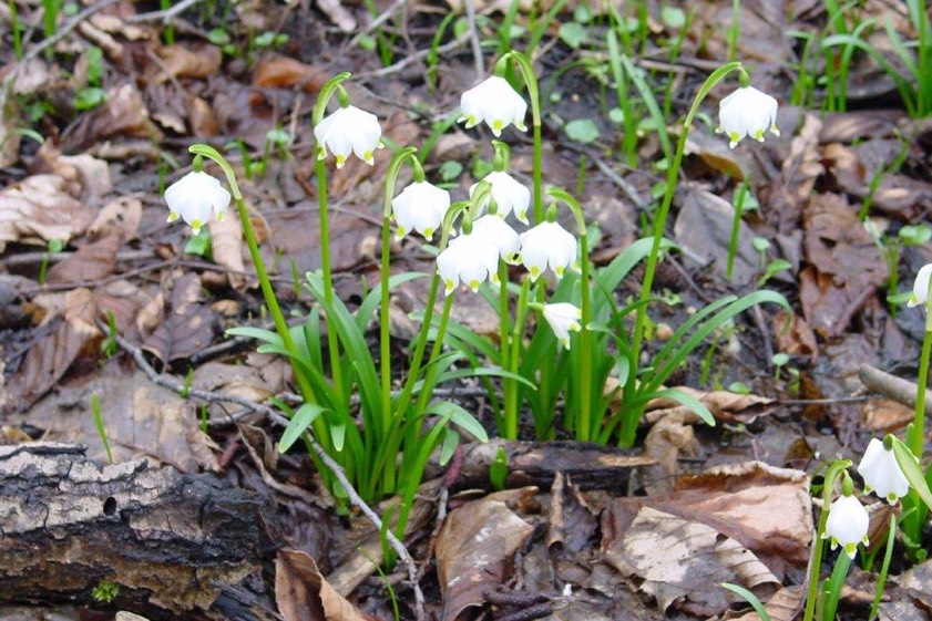 Foto: Dirndorfer