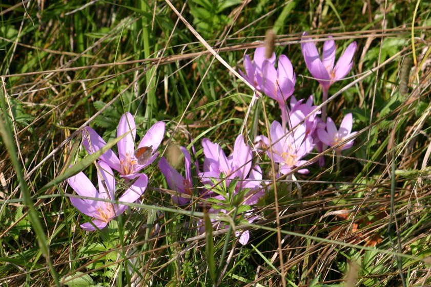 Foto: Huber