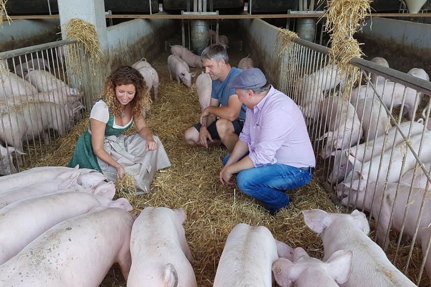 Schweine aus artgerechter Freiluft-Haltung vom Doima-Hof bei Pfaffenhofen. Landwirt Michael Weichselbaumer (Mitte) zeigte SPD-Stadträtin und Festwirtin Julia Spitzenberger und SPD-Kreischef Markus Käser seine Tiere.