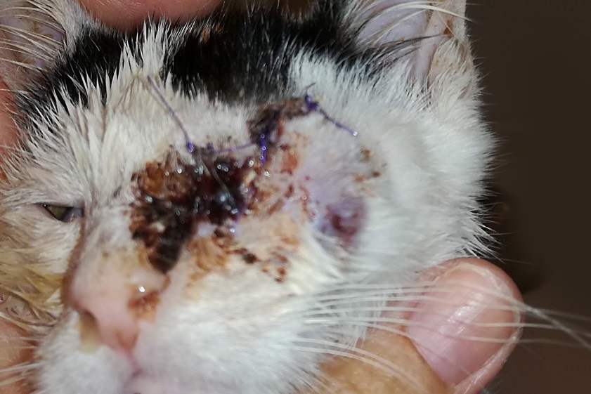 Katerchen Anton hatte es schwer erwischt: Ein Auge musste ihm im Alter von sechs Wochen entfernt werden. Aber überlebte. "Mittlerweile ist er gesund – und auch bereits vermittelt", berichtet der Pfaffenhofener Tierschutzverein, der uns auch dieses Foto übermittelt hat.