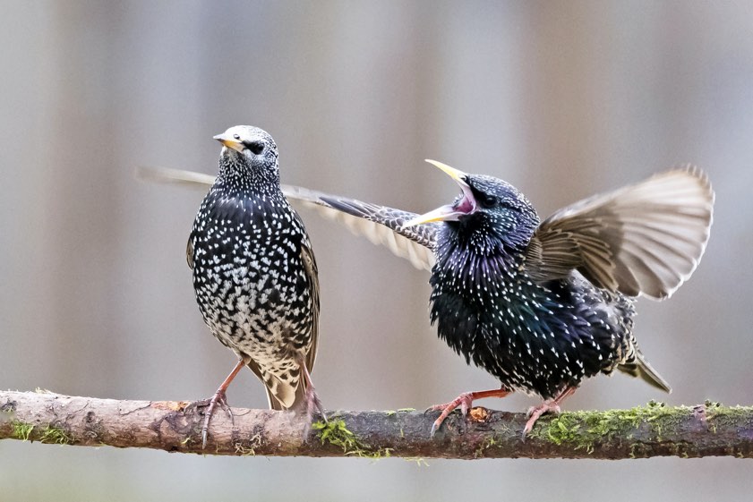 Foto: Rainer Schaaf