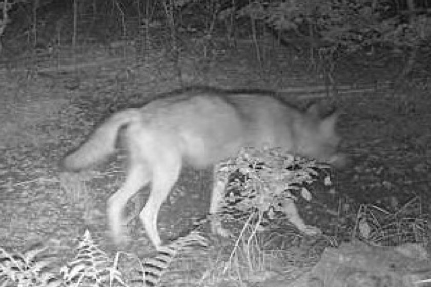 Das Bild wurde am 23. Mai im Landkreis Eichstätt von einer automatischen Wildtier-Kamera aufgenommen. Quelle: privat