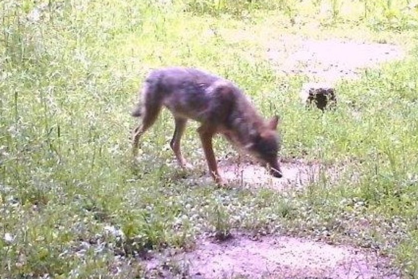 Das kürzlich im Kreis Eichstätt abgelichtete Tier wird vom LfU eindeutig als Wolf identifiziert. Quelle: privat