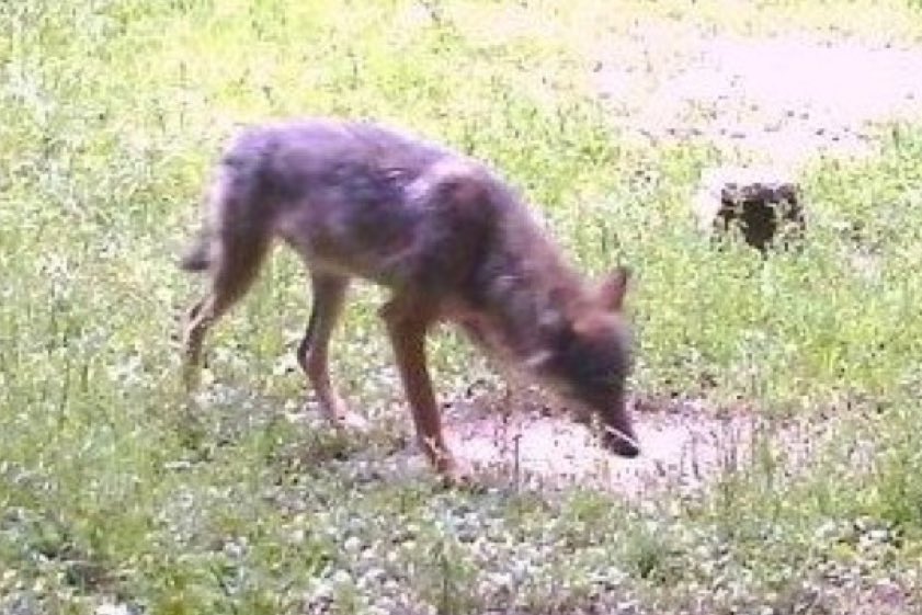 Dieses Foto entstand im Juni im Landkreis Eichstätt, das abgelichtete Tier wurde von Experten eindeutig als Wolf identifiziert.