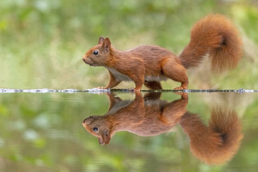 Dieses beindruckende Bild von einem Eichhörnchen im Wald ist dem passionierten Natur-Fotografen Rainer Schaaf von den Fotofreunden aus Scheyern gelungen. "Die Wasserstelle liegt so, dass das Wasser am Ende des kleines Teiches nach unten läuft. An dieser Stelle steht das Eichhörnchen und trinkt", erklärt er und betont: "Die Spiegelung ist echt und nicht nachträglich digital am PC entstanden." Aufgenommen worden sei das Bild aus einem Tarnzelt heraus mit einem Tele-Objektiv, sodass das Tier sich unbeobachtet gefühlt habe.