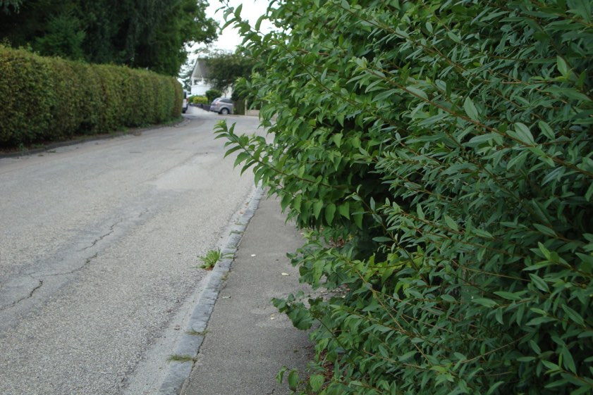 Hecke blockiert Gehweg: Dieses Foto hat die Stadtverwaltung heute veröffentlicht.