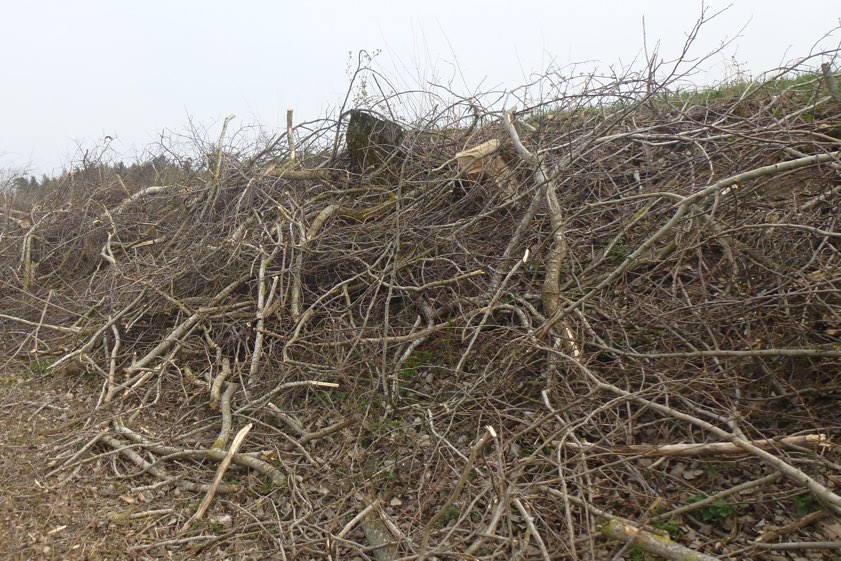 Eine komplett entfernte Hecke. Foto: Landratsamt