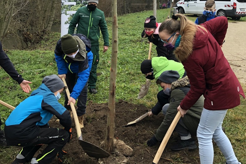 Schülerinnen und Schüler pflanzen eine Silberweide. Foto: Stadtwerke