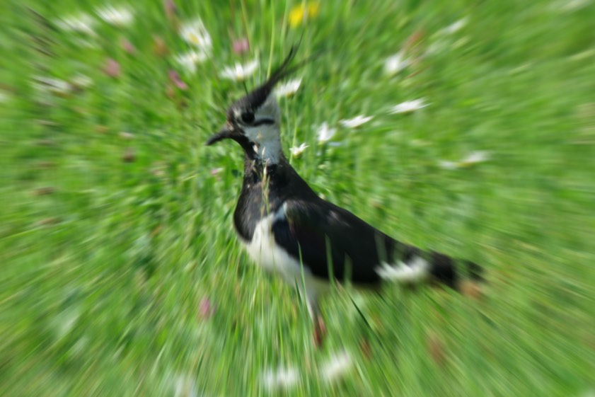 Foto: Denk