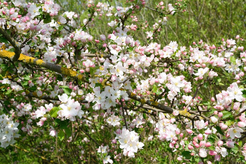 Apfelblüte. Archivfoto: Kastner