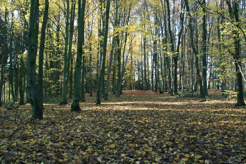Hier im Stadtwald entsteht der neue Naturlehrpfad. Foto: Stadtverwaltung