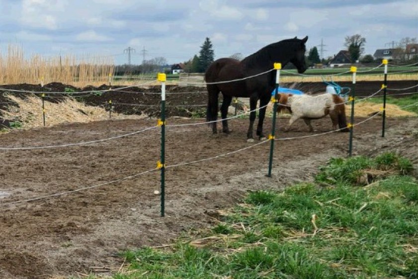 Dieses Foto zeigt die besagte Pferdekoppel in Allach mit dem Elektrozaun sowie den beiden wieder eingefangenen Tieren. Quelle: Bundespolizei