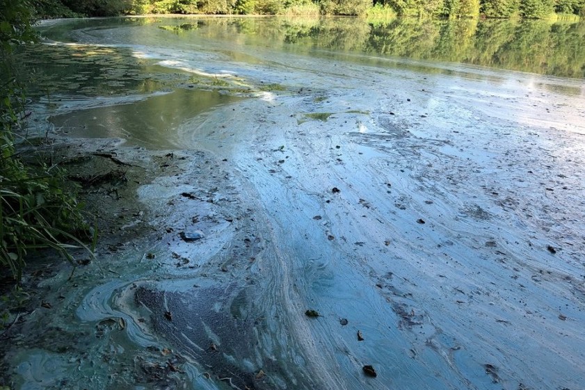 Bereits im Sommer 2019 hatte für den Ebenhausener Weiher wegen Blaualgen ein Bade-Verbot verhängt werden müssen – so sah das Gewässer damals aus. Archivfoto: Feuerwehr Reichertshofen