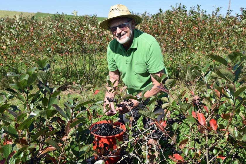 Willi Doppler bei der Aronia-Ernte. Fotos: Raths