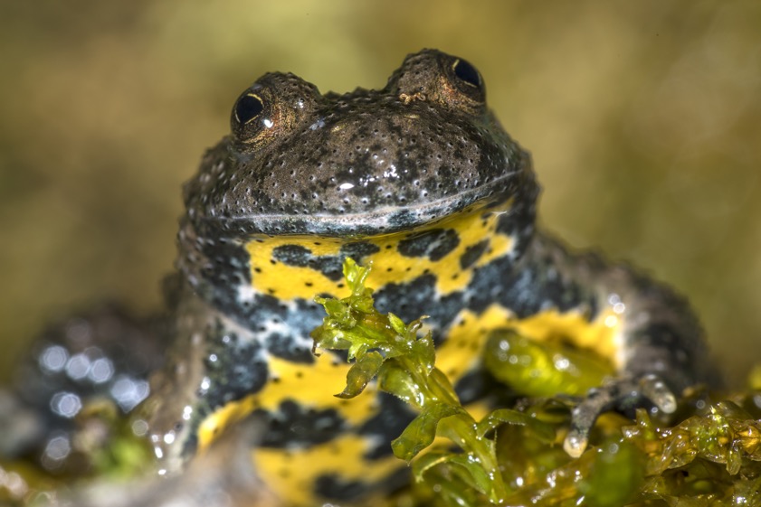 "Bombina variegata": die Gelbbauchunke. Foto W. Willner