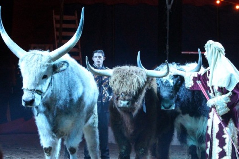 Fotos: Circus Barnum