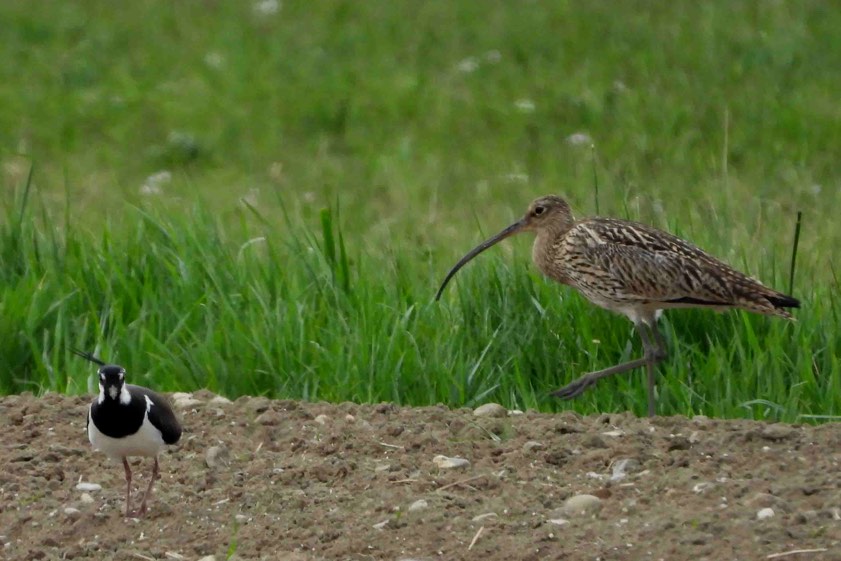 Im Vordergrund ein in der Nähe des Brutplatzes im Irschinger Moos wachendes Kiebitz-Männchen; im Hintergrund ein Nahrung suchender Brachvogel. Fotos: Fackelmann