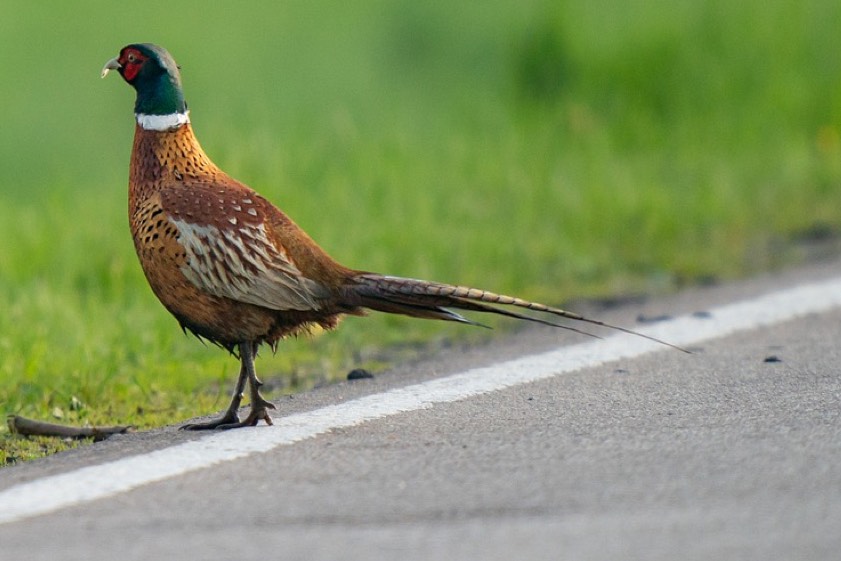 Symbolbild von Psubraty auf Pixabay