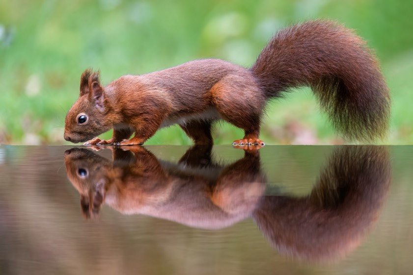 Foto: Rainer Schaaf