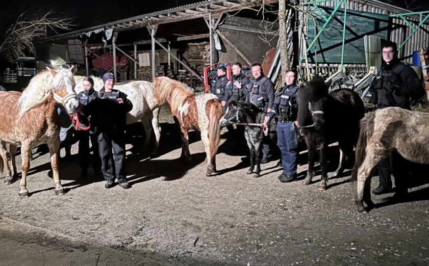 Glückliches Ende einer "Pferdejagd": Mitglieder der Bundespolizei mit den ausgebüxten Tieren. Foto: Bundespolizei