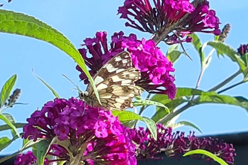 Foto: Gerda Kohlhuber