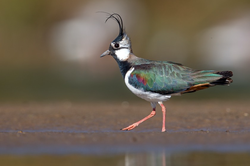 Foto: Gunther Zieger, LBV