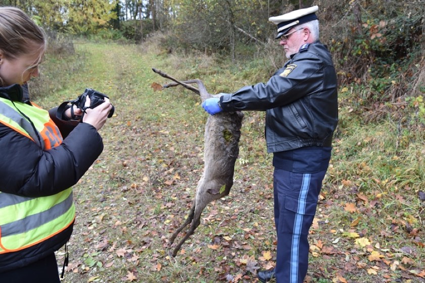 Markus-Alexander Hertl von der Polizeiinspektion aus Pfaffenhofen hält den kopflosen Kadaver, eine Kollegin dokumentiert den Sachverhalt fotografisch. Fotos: Alfred Raths.