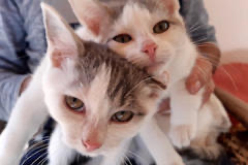 Immer mehr herrenlose Katzen landen im Landkreis Kelheim bei der Tierhilfe. Foto: Tierhilfe Kelheim-Abensberg und Umgebung