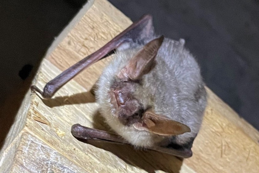 Fledermäuse wie das Große Mausohr gibt es im Landkreis Neuburg-Schrobenhausen. Foto: Anna Pfahler