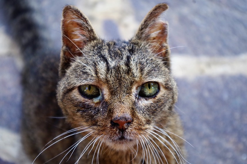 "In diesem erbärmlichen Zustand kommen Katzen häufig aus den Landkreis-Kommunen in das Pfaffenhofener Tierheim", erklärt der hiesige Tierschutz-Verein in einer aktuellen Presse-Mitteilung und veröffentlicht dazu die beiden hier gezeigten Bilder.