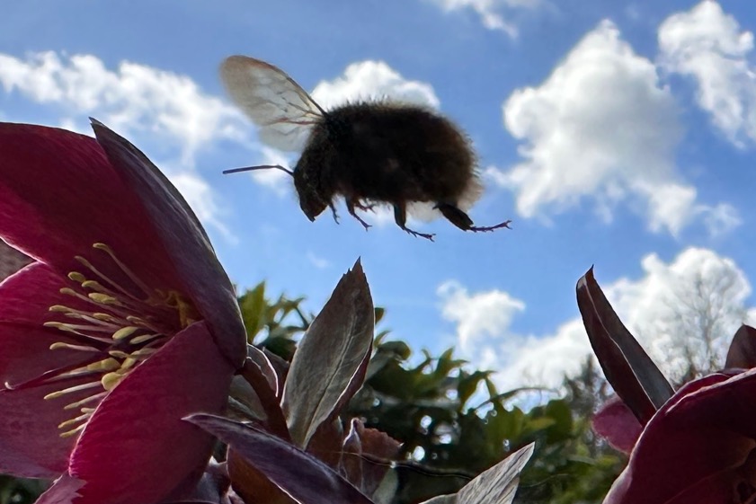Foto oben: Schrätzenstaller; Foto unten: Erdhummel: Gehret