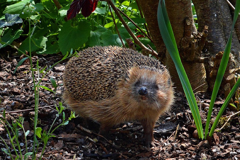 Foto: igel-in-bayern.de