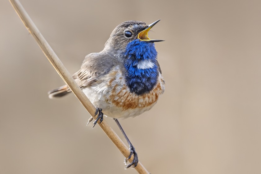 Foto: Rainer Schaaf