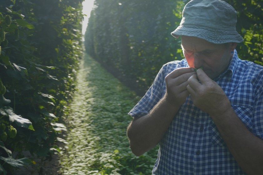 Landwirt Anton Wittmann prüft seinen Hopfen. Fotos: Martin Gronemeyer, Luana Knipfer