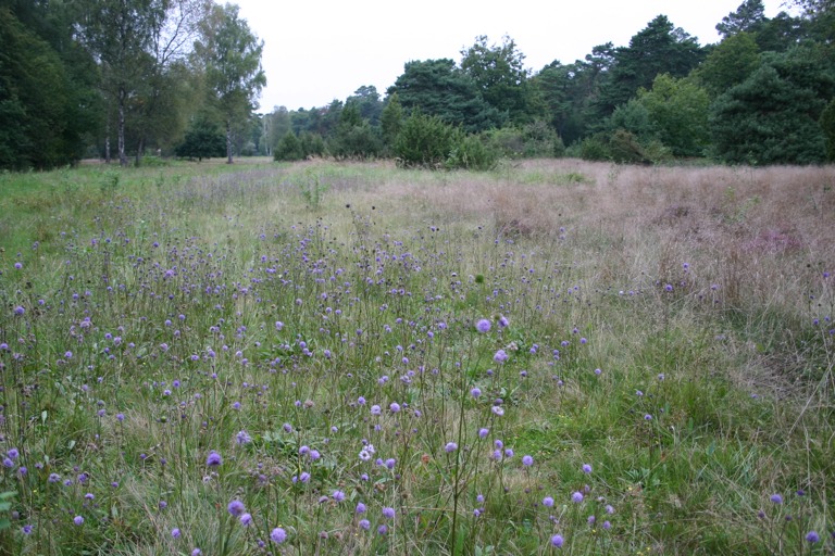 Die Nöttinger Viehweide. Foto: Landratsamt